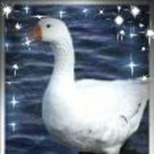 Meet your Posher, Didgette